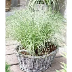 Carex "Frosted Curls"